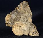 Dactylioceras athleticum (SIMPSON 1855) - Bild &copy; FossNet FossilienStore